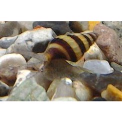 Snegl rovsnegl, Anetome helena 